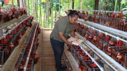 Wali Kota Jayapura Apresiasi Usaha Peternakan Ayam Telur di Kampung Waena: Meningkatkan Perekonomian Lokal