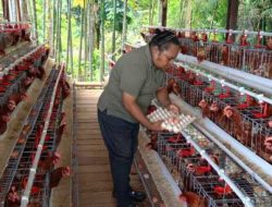Wali Kota Jayapura Apresiasi Usaha Peternakan Ayam Telur di Kampung Waena: Meningkatkan Perekonomian Lokal